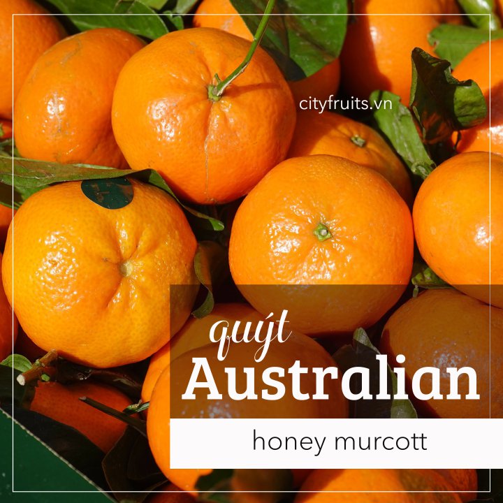 Quýt honey murcott l Australia (1kg)